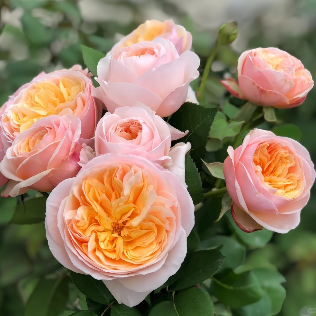 Juliet Rose Plant｜朱丽叶 image 8