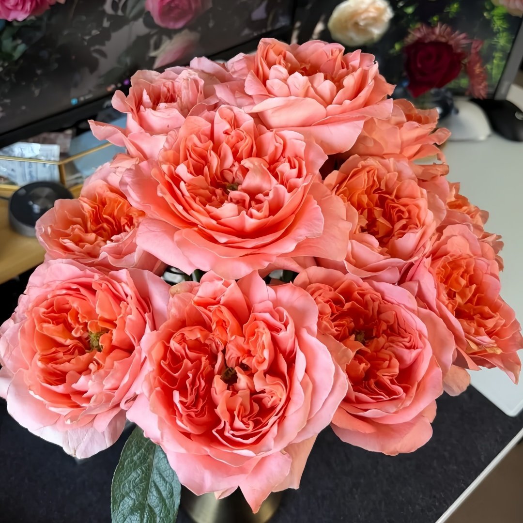 Dragonfly Rose Plant|蜻蜓/飞龙在天 image 7