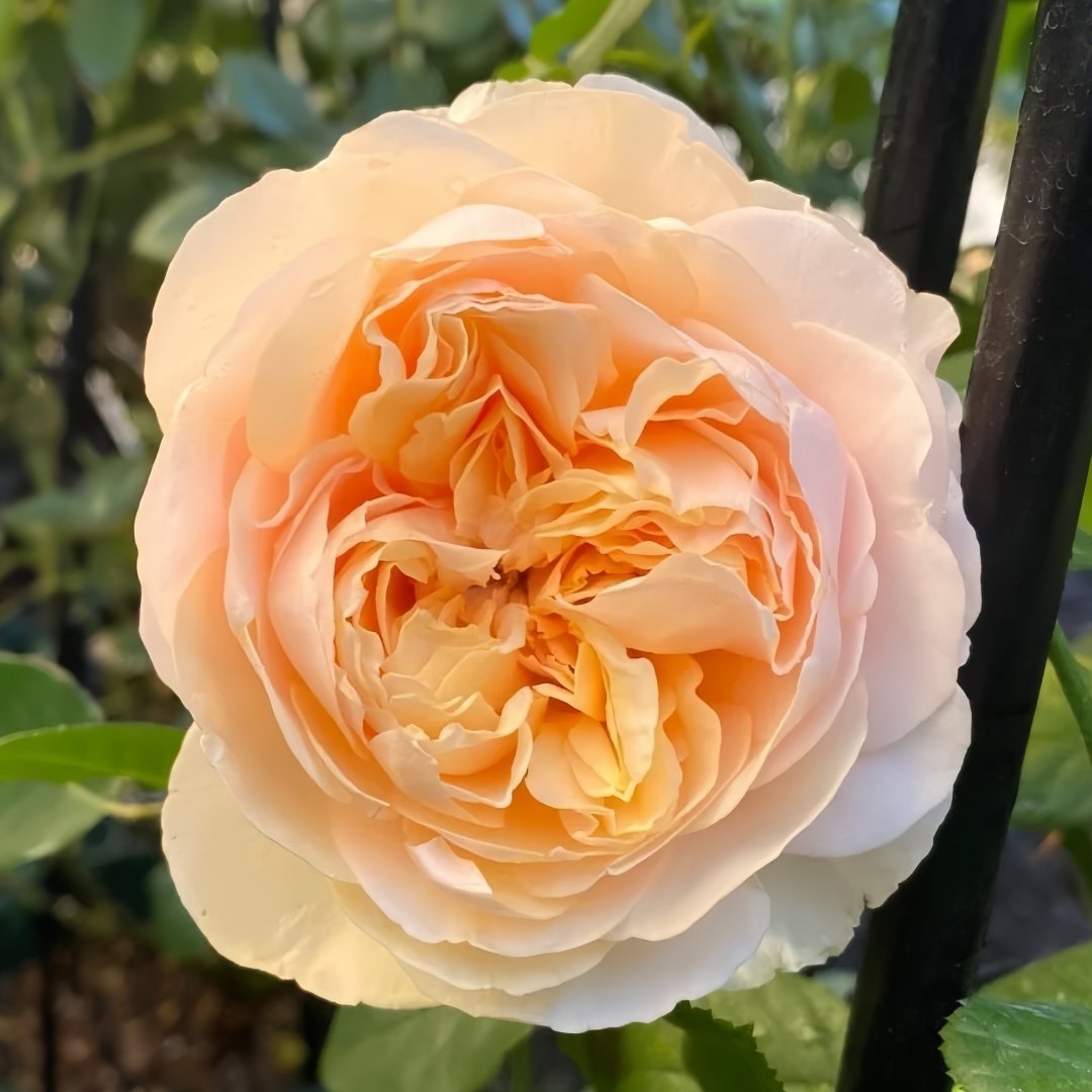Apricot Cooler Rose Plant｜杏仁露 image 0
