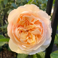 Apricot Cooler Rose Plant｜杏仁露 image 0