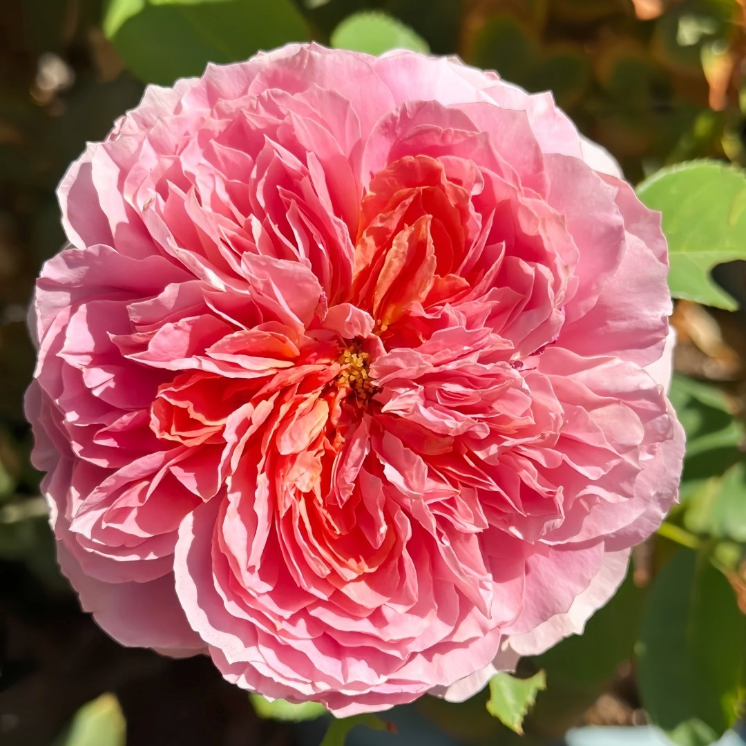 Moulin de la galette Rose Plant｜煎饼磨坊 image 5
