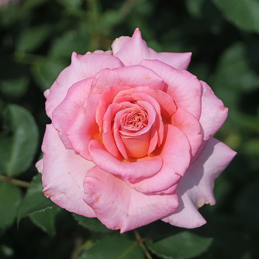 Ashley Rose Plant|艾希丽 image 4