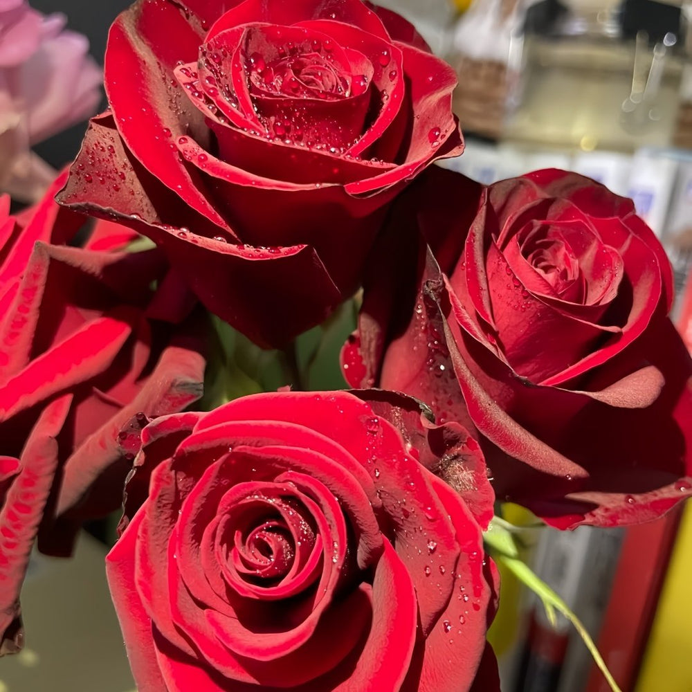 Plateau Red Rose Plant|高原红 image 8