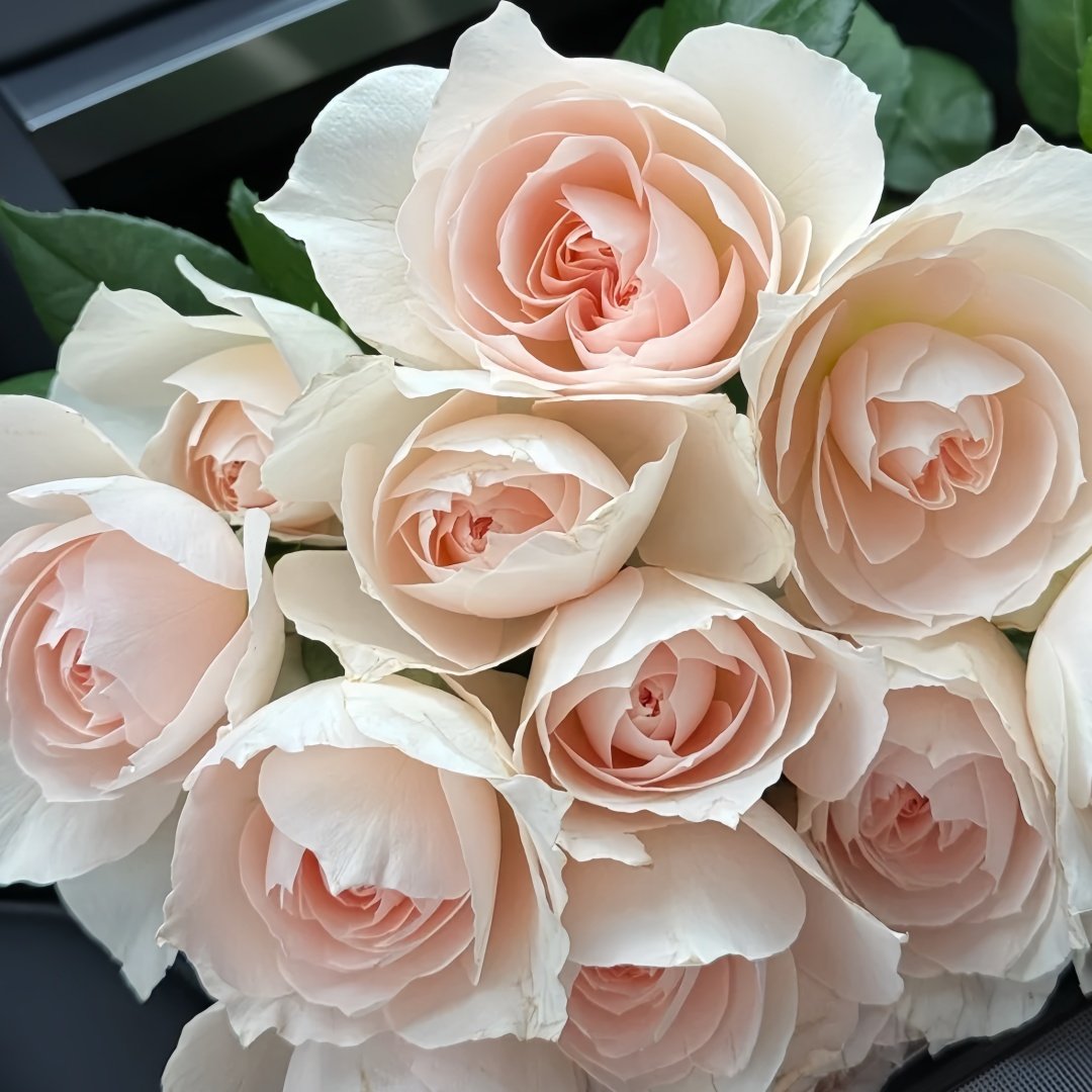 Opera Queen Rose Plant｜歌剧女皇 image 9