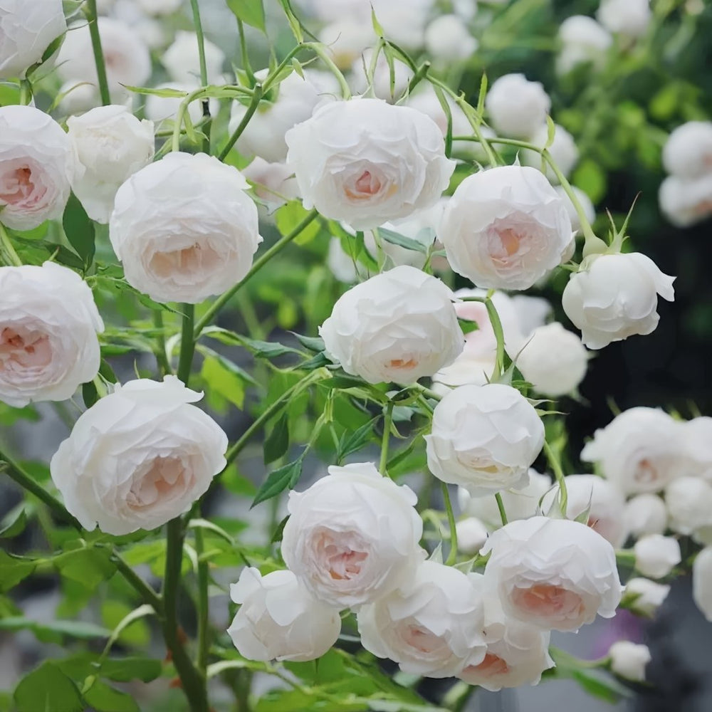 Arietta Rose Plant|小抒情曲 image 10