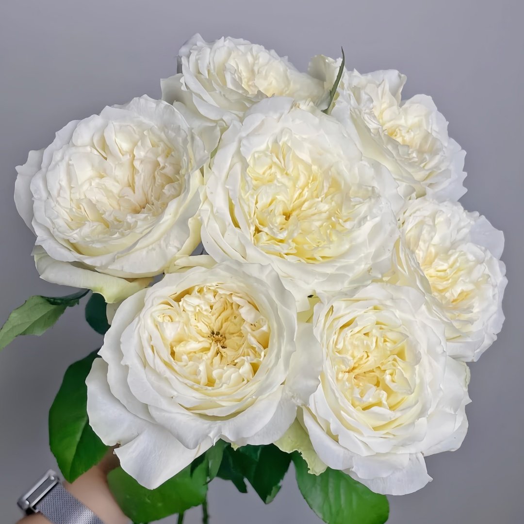 Nozari Rose Plant｜诺莎莉 image 9