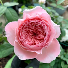 Anne-sophie Pic Rose Plant|安索菲比克 image 2