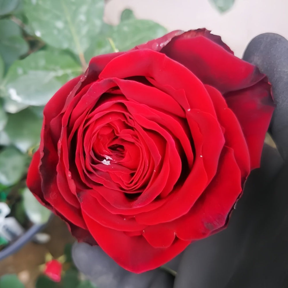 Edith Piaf Rose Plant ｜伊迪丝皮雅芙 image 1
