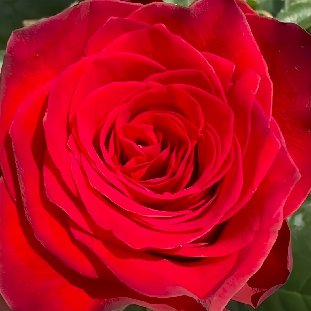 Bromo Rose Plant｜布罗莫 image 4