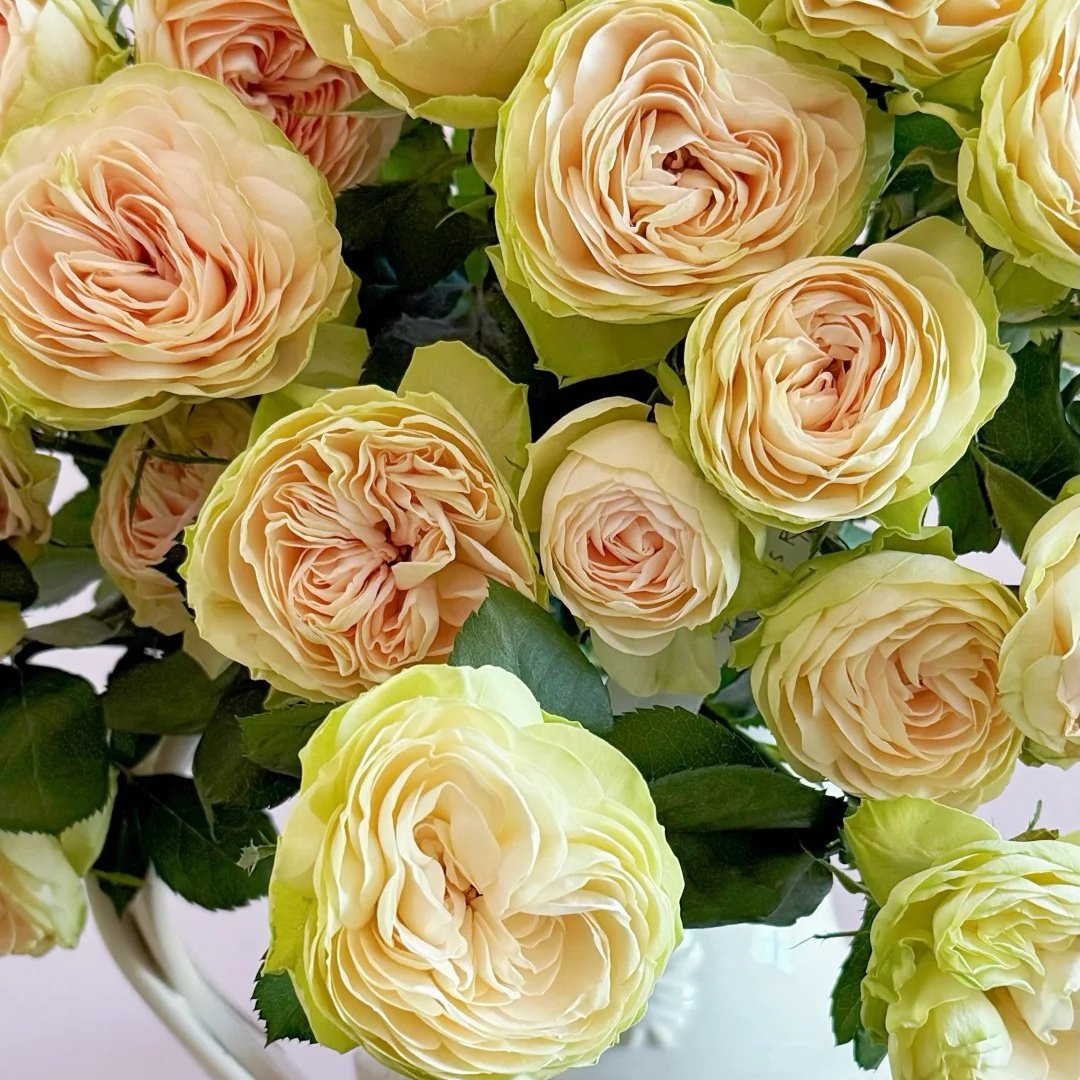 Darlene Rose Plant | 抹茶小小酥 image 6