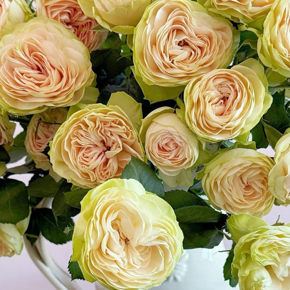 Darlene Rose Plant | 抹茶小小酥 image 6
