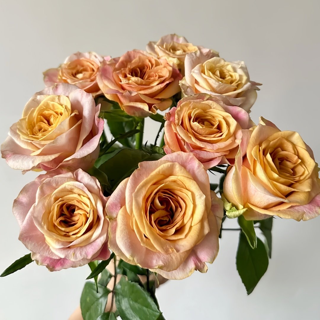 Symbol Rose Plant｜标志 image 3