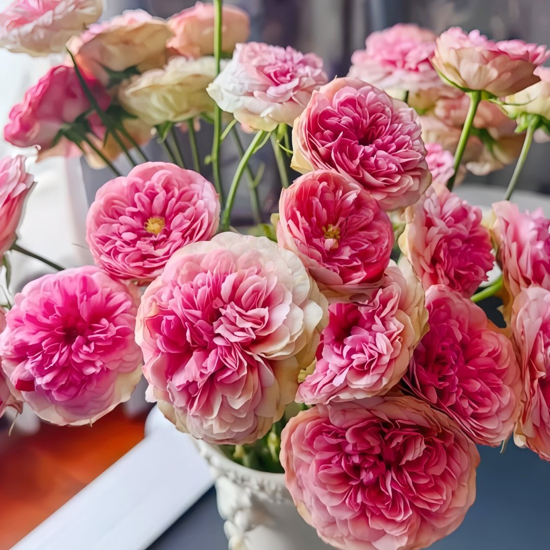 Lovely Raspberry Rose Plant|可爱覆盆子/可爱树莓 image 1