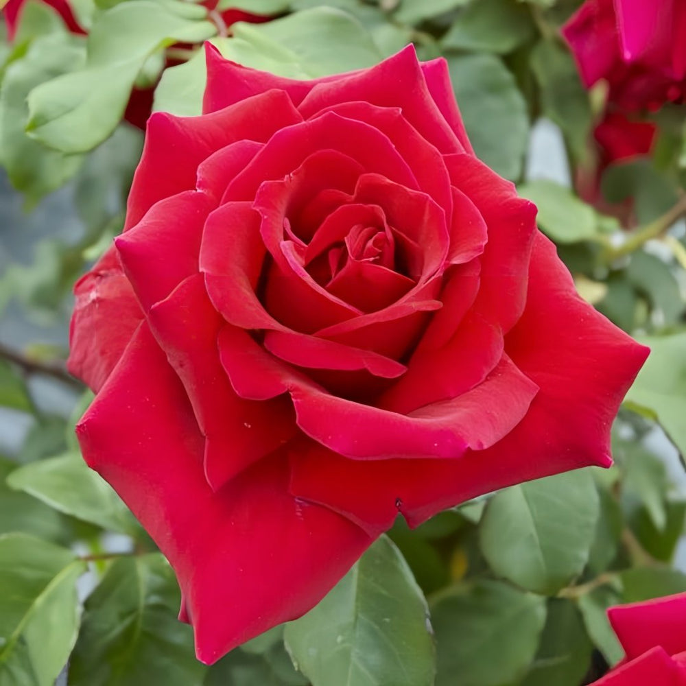 Ena Harkness Rose Plant|伊娜·哈克尼斯 image 0
