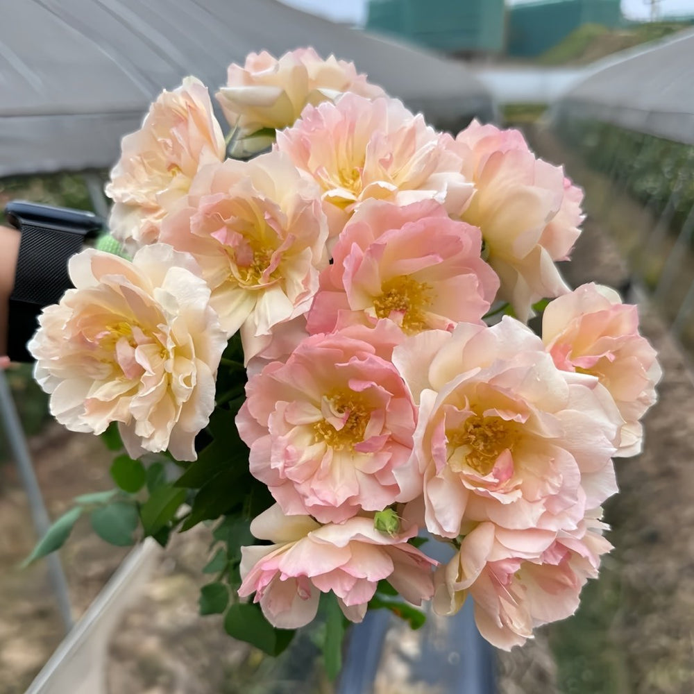 Nausica Rose Plant|娜乌西卡 image 6