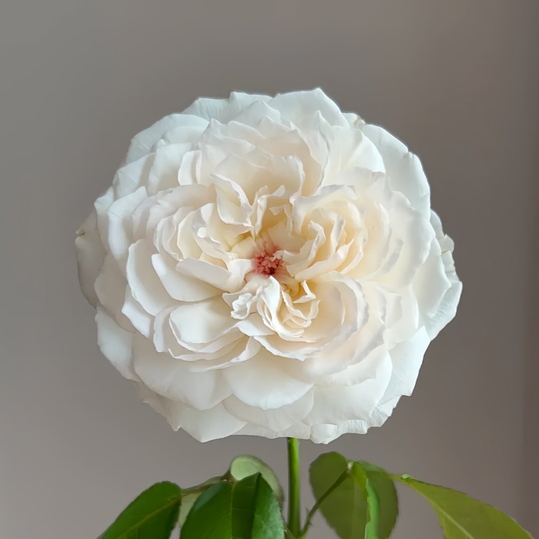 Cocotte Rose Plant | 可爱瓷 image 2