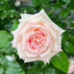 Ragazza Rose Plant|米兰少女 image 1