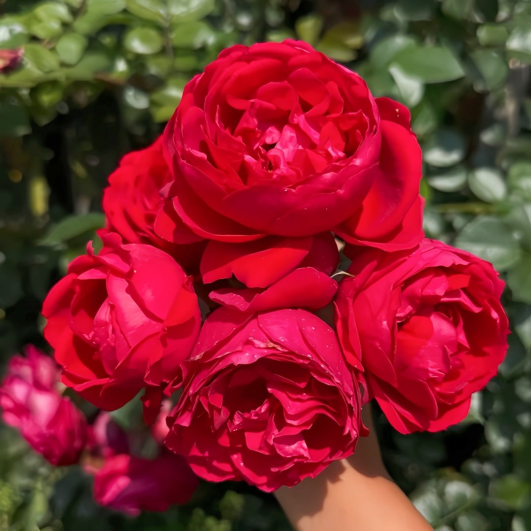 Florentina Rose Plant｜弗洛伦蒂娜 image 1