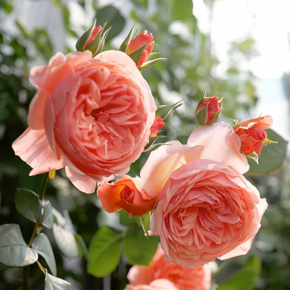 Kaori Kazari Rose Plant|香织装饰 image 3