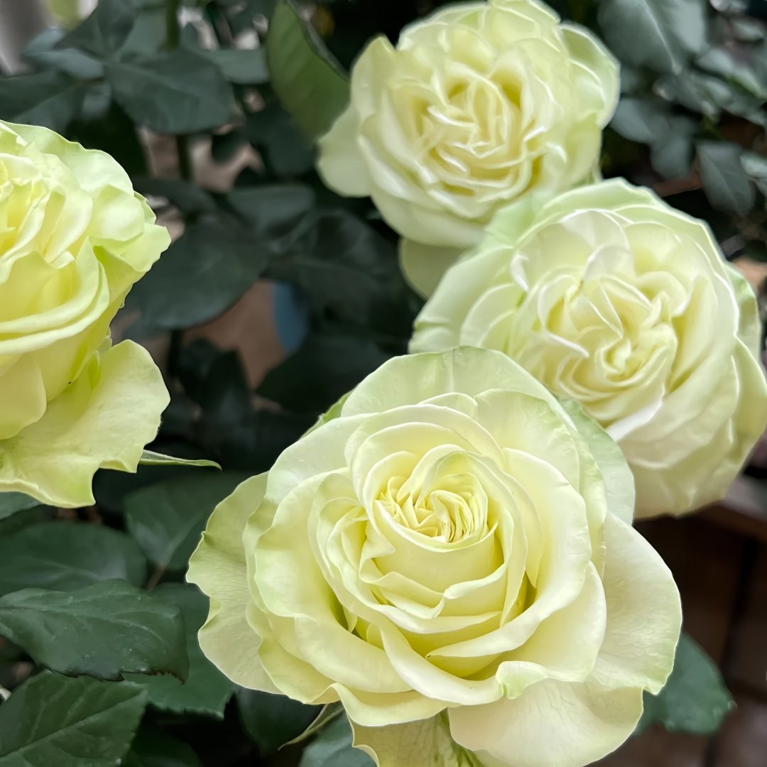 Moonstone Rose Plant|月光石 image 4