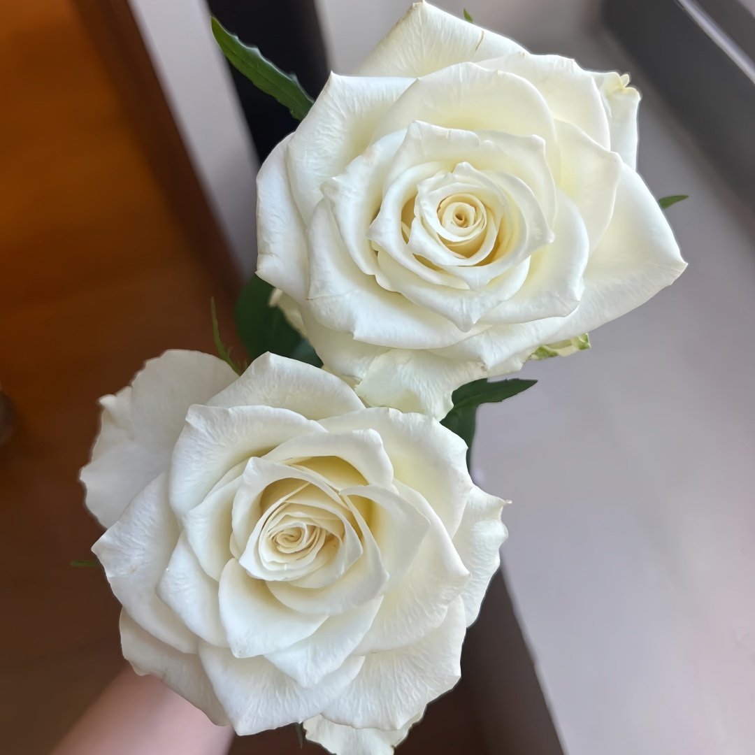 Albatross Rose Plant｜信天翁 image 1