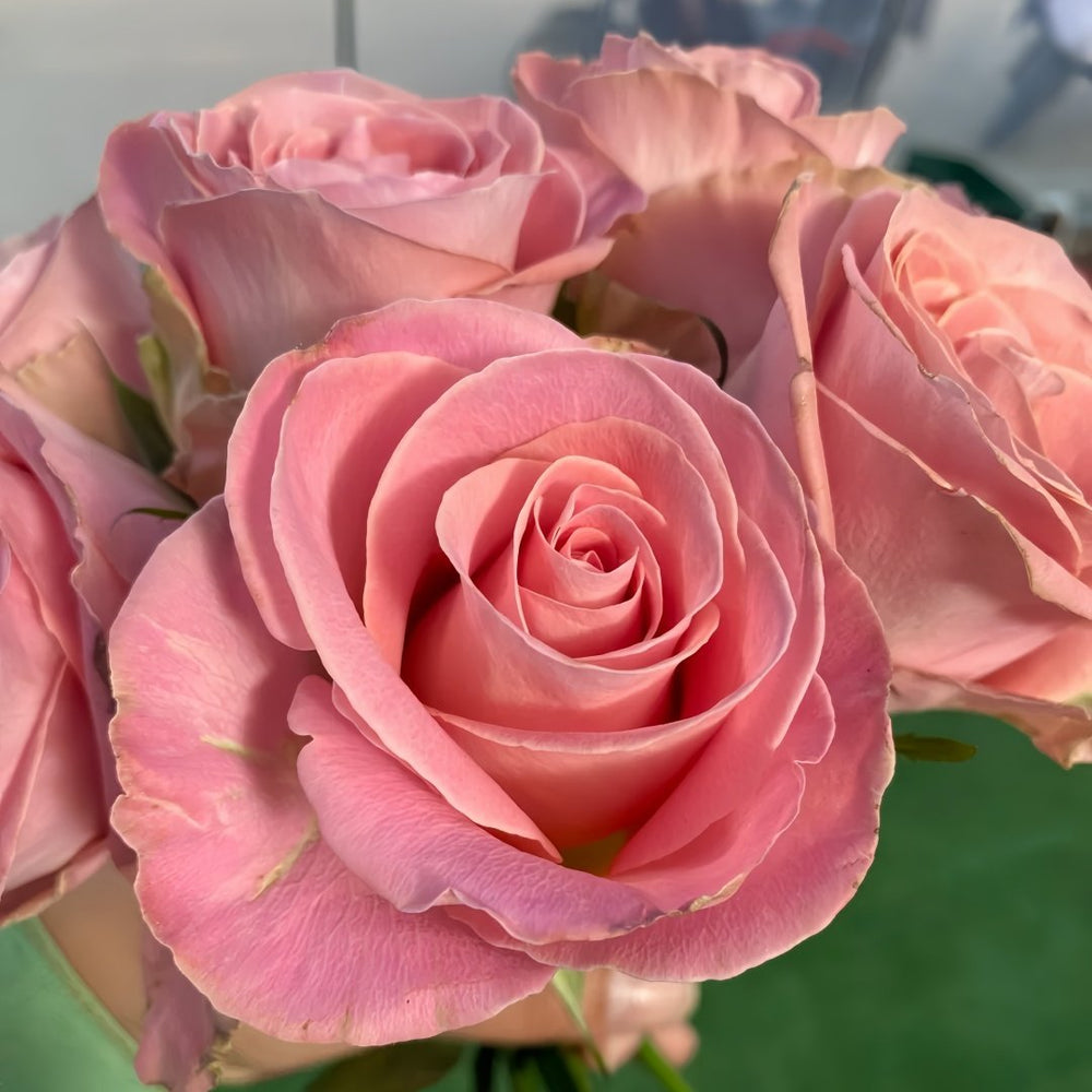 Hemosa Rose Plant|赫莫萨 image 6