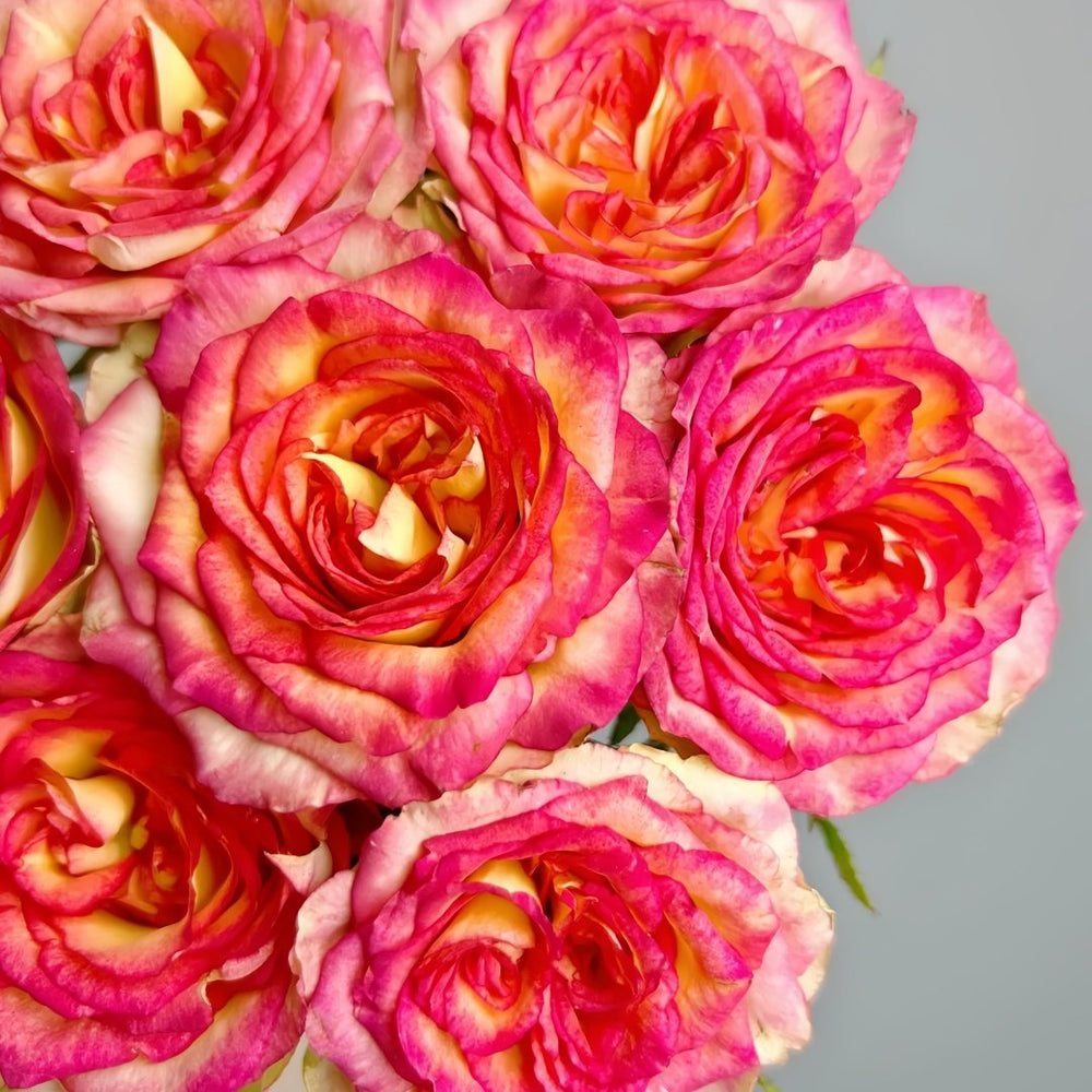 Norway forest Rose Plant｜挪威森林 image 1
