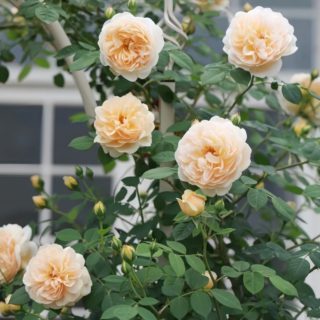 Teasing Georgia Rose Plant|欢笑格鲁吉亚 image 7