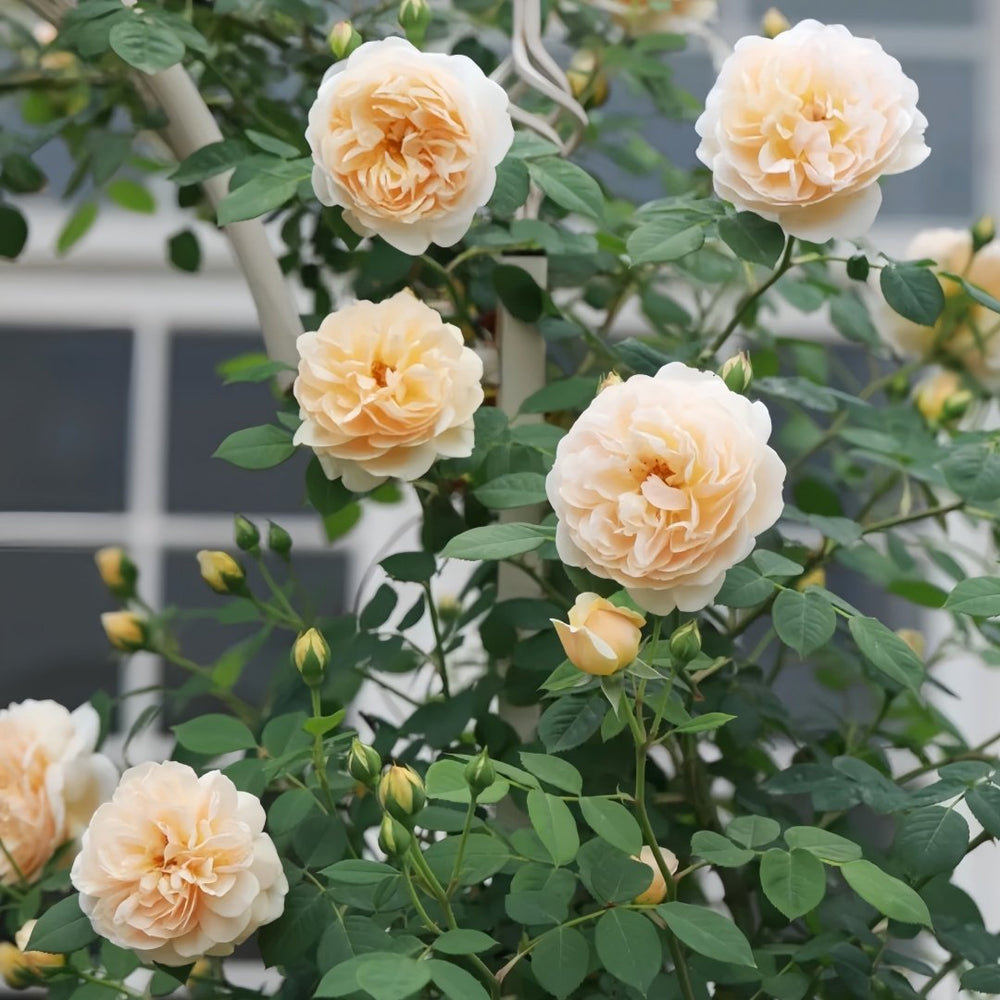 Teasing Georgia Rose Plant|欢笑格鲁吉亚 image 7