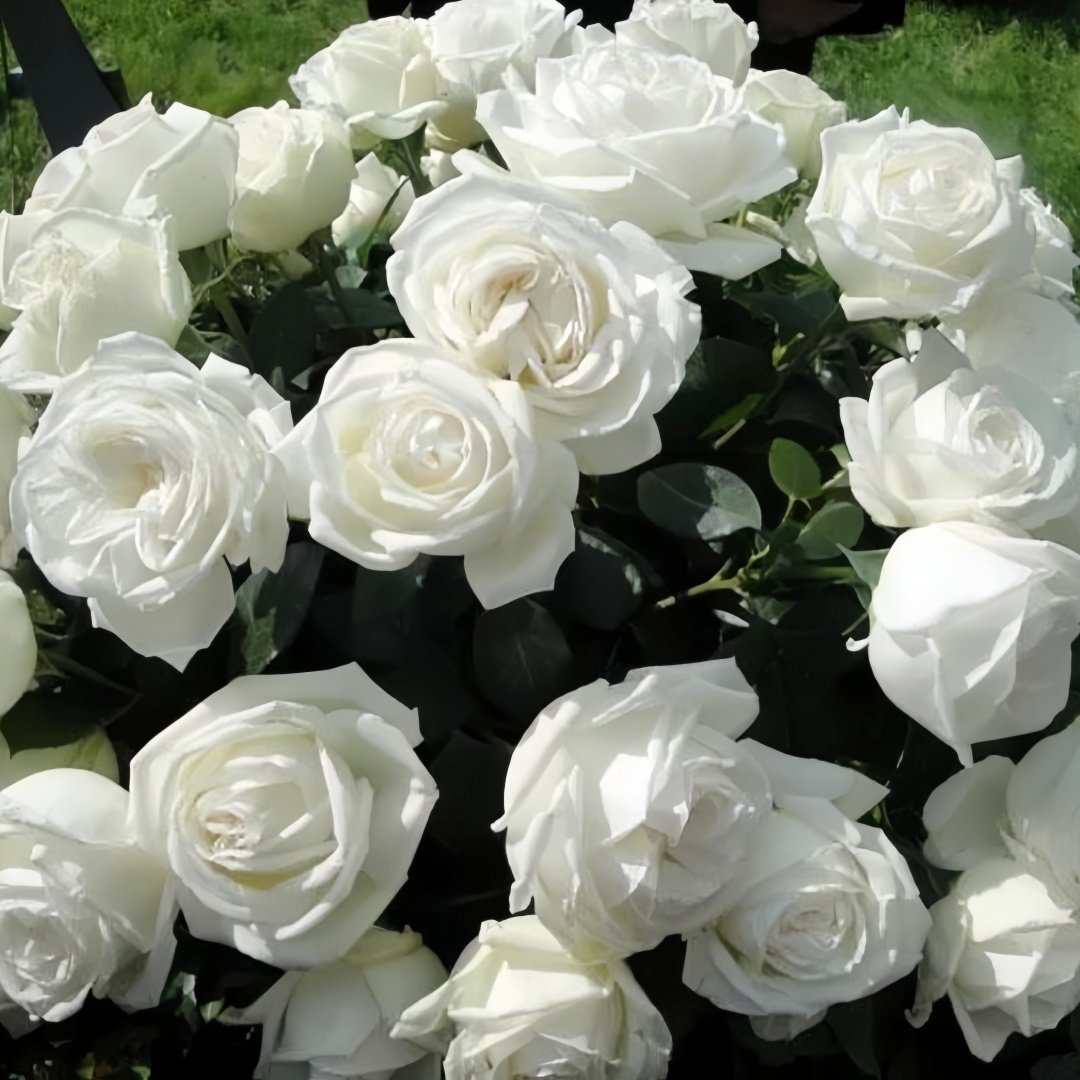 Pierre Arditi Rose Plant|伊芙·皮埃尔/冷香 image 5