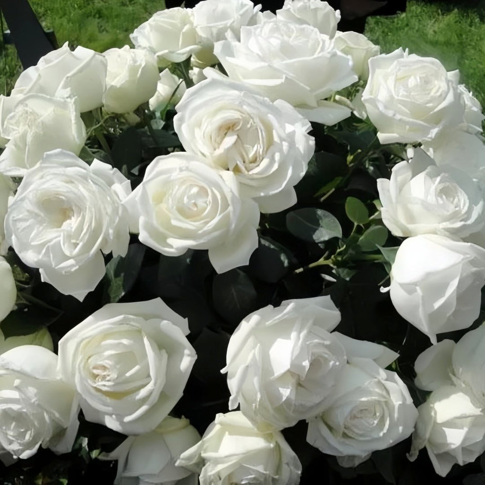 Pierre Arditi Rose Plant|伊芙·皮埃尔/冷香 image 5