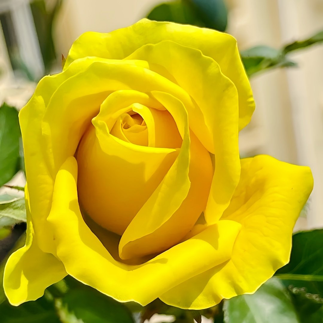Gold Strike Rose Plant|金香玉 image 4