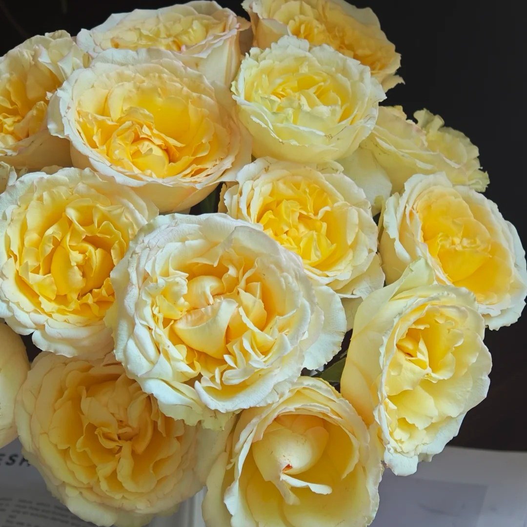 Liuxinsu Rose Plant｜流心酥 image 4