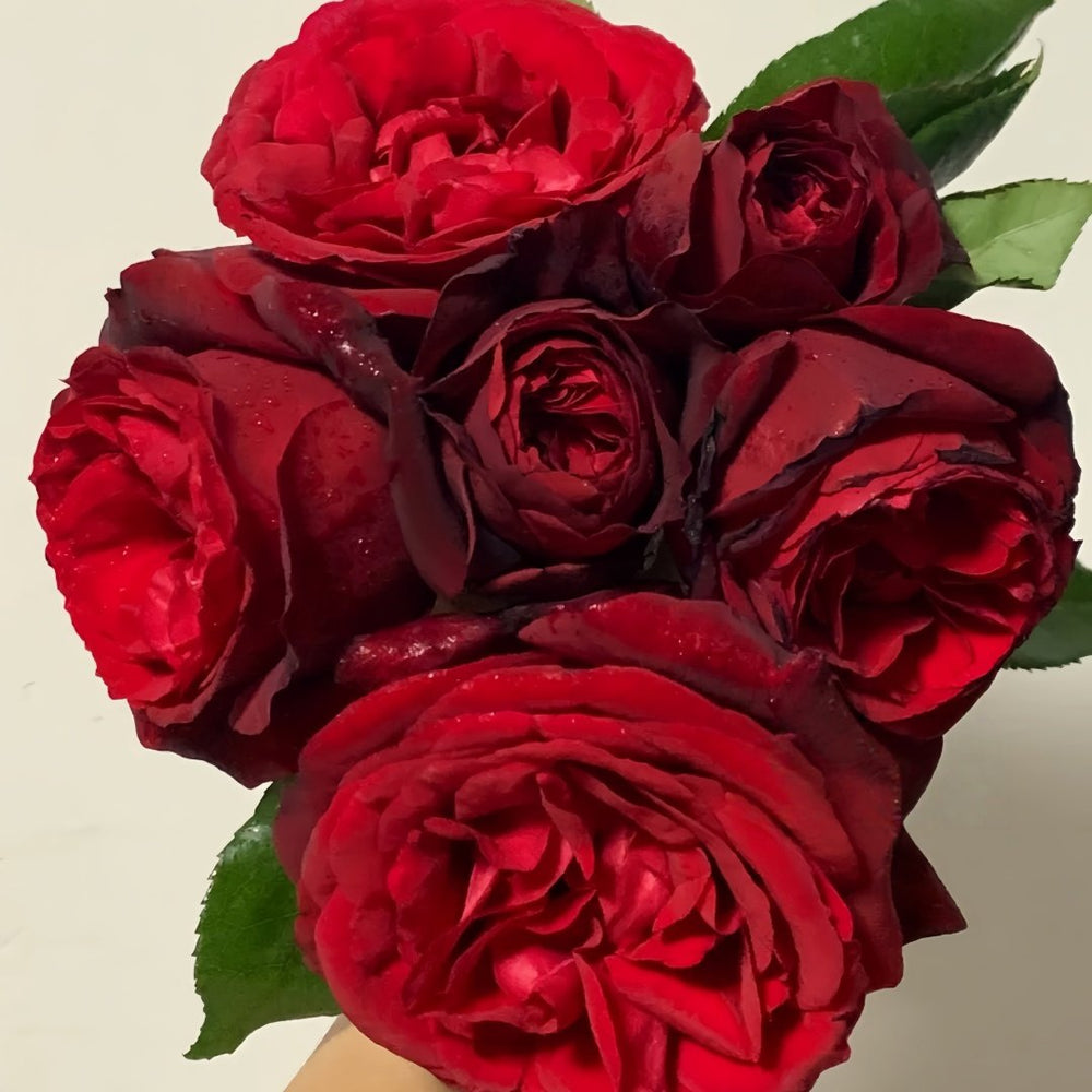 Admiral Rose Plant｜海军上将 image 8
