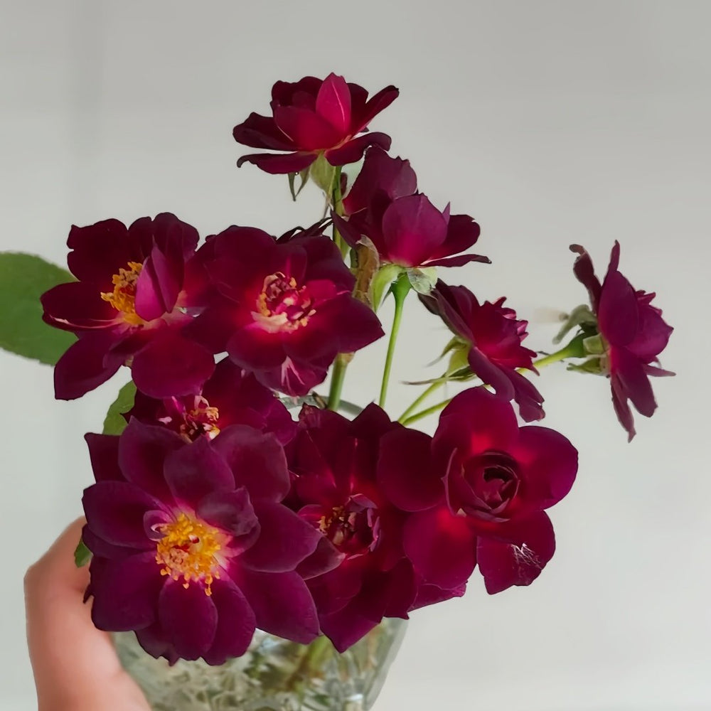 Midnight Blue Rose Plant|午夜深蓝 image 9