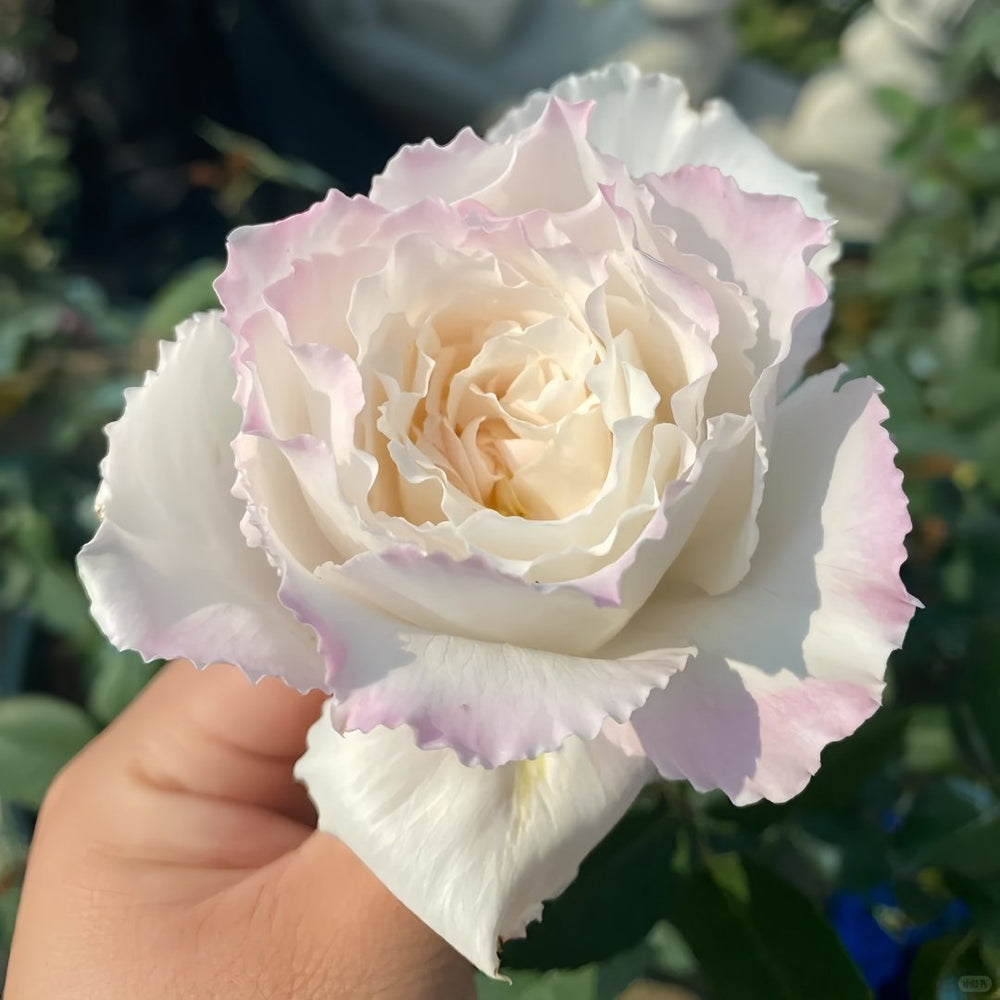 Le Blanc Rose Plant|乐柏/勒布朗 image 4