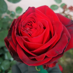Edith Piaf Rose Plant ｜伊迪丝皮雅芙 image 2
