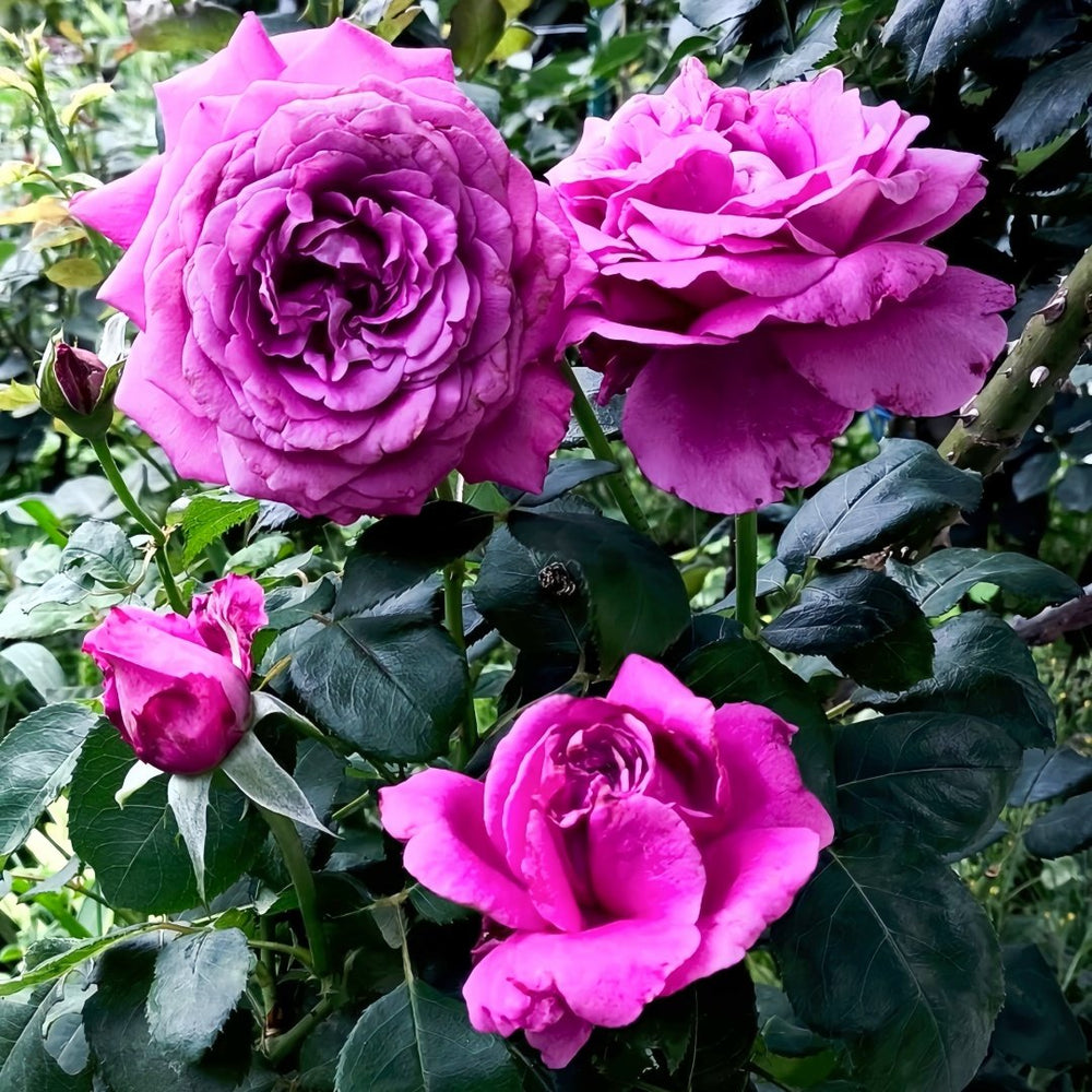 Claude Brasseur Rose Plant｜克劳德布拉瑟 image 5