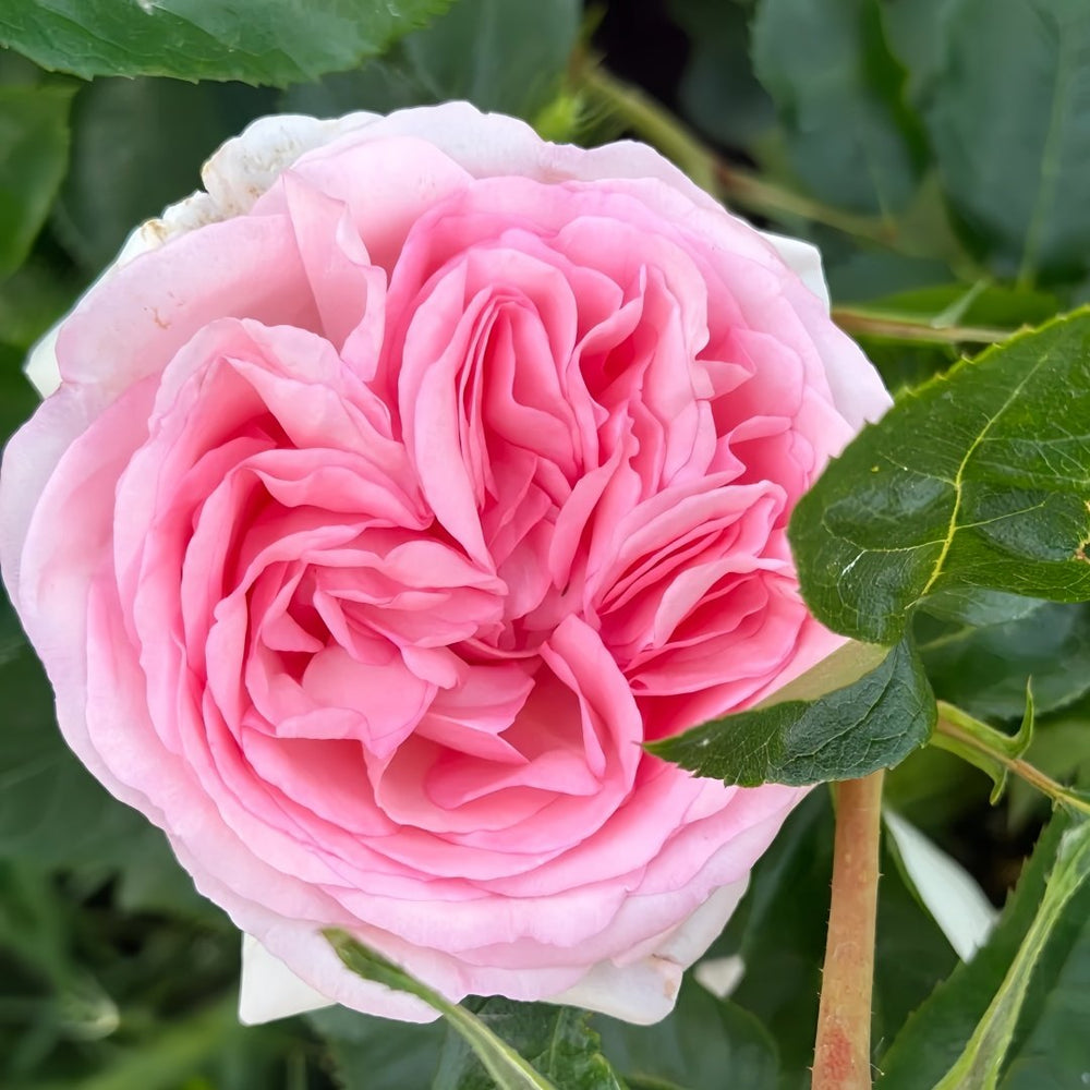 Pretty Karen Rose Plant｜漂亮凯伦 image 1