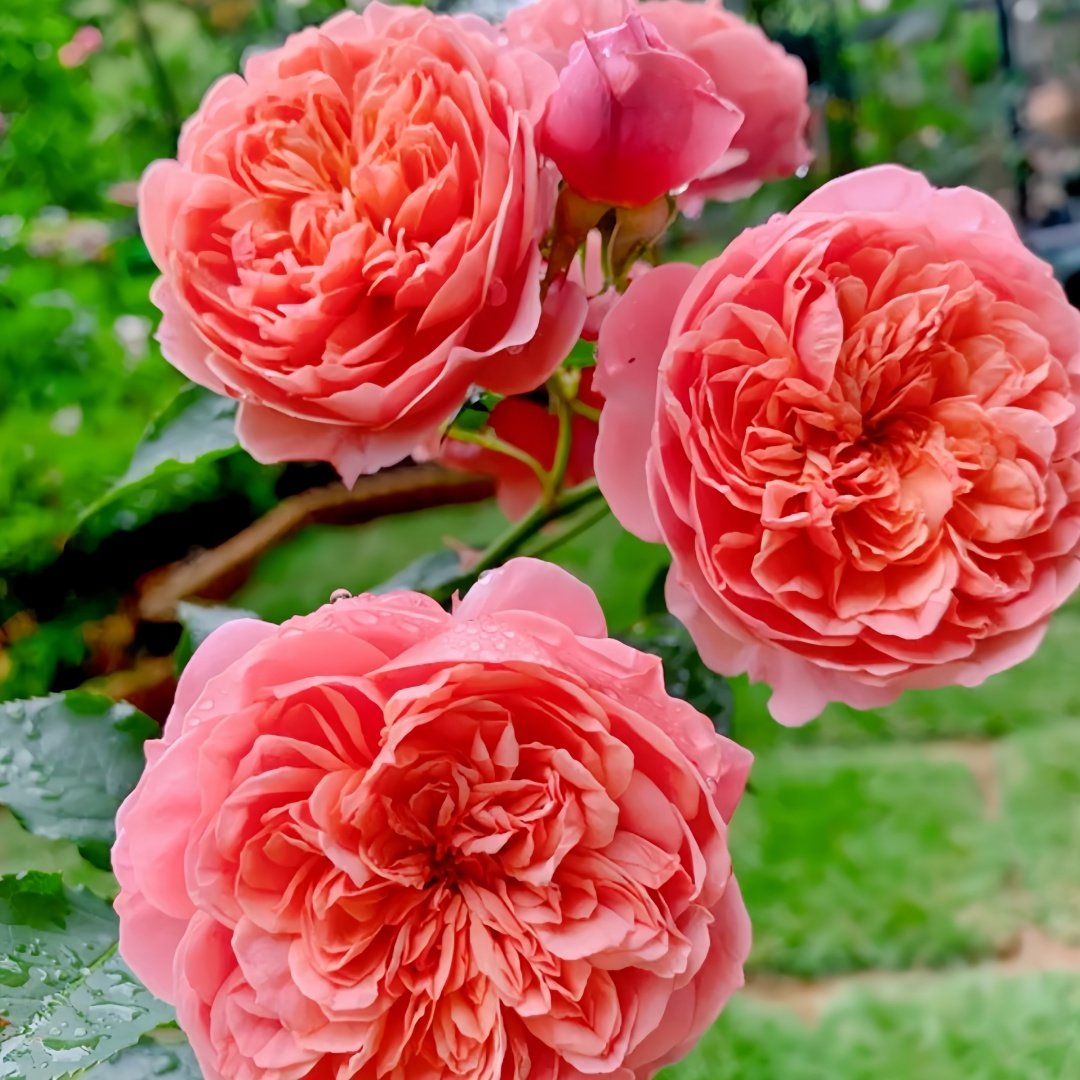 Silk Road Rose Plant|丝绸之路 image 6