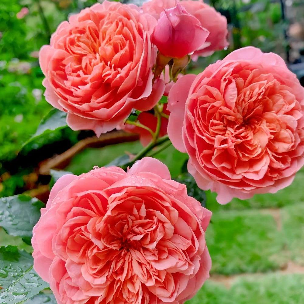 Silk Road Rose Plant|丝绸之路 image 6