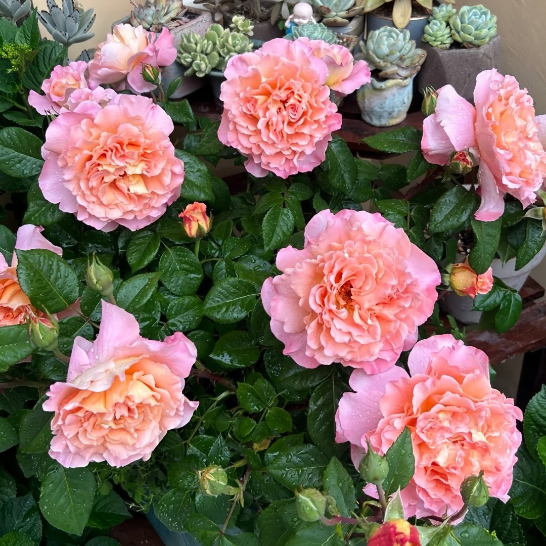 Augusta Luise Rose Plant| 奥古斯塔路易斯 image 8