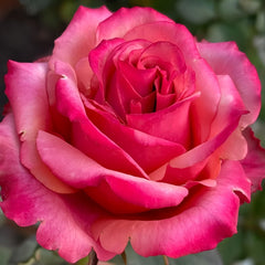 Cold Brew Rose Plant｜冷酿 image 3