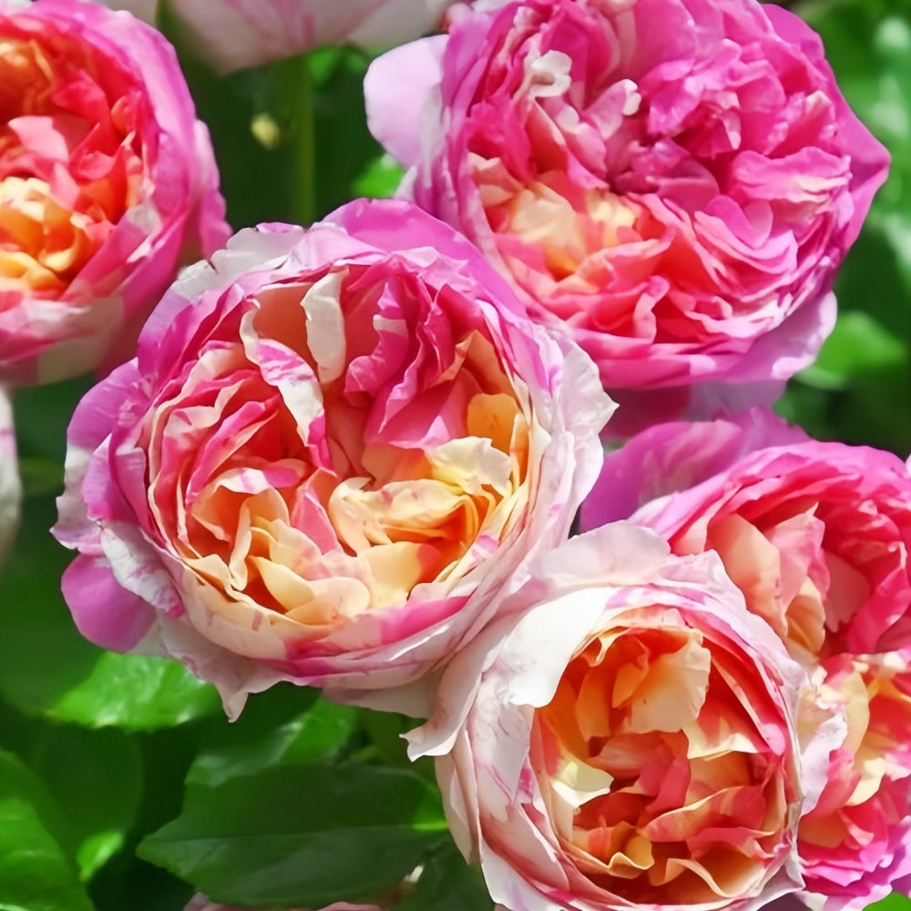 Edouard Manet Rose Plant|马奈 image 6
