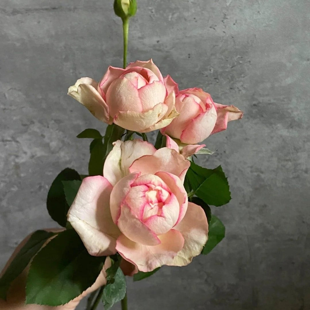 Yves Classical perfume Rose Plant|伊芙古典香水 image 1