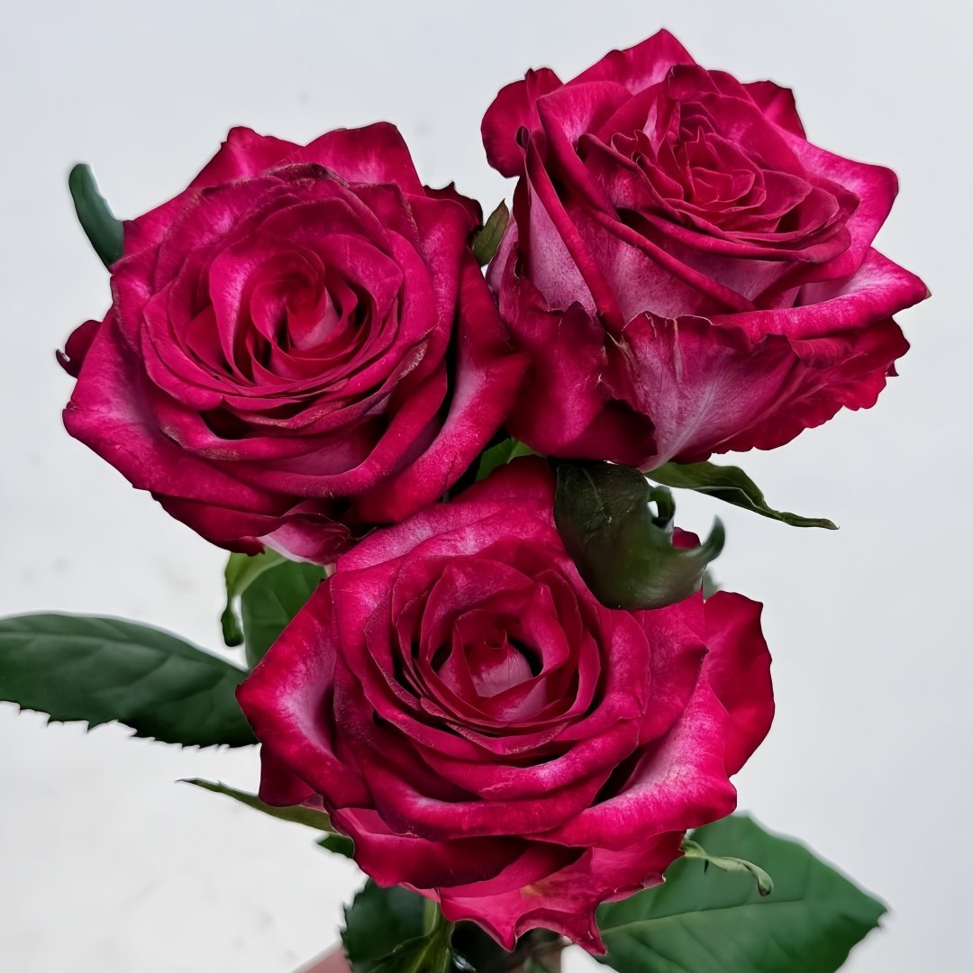 Ripasso Rose Plant｜里帕索 image 6