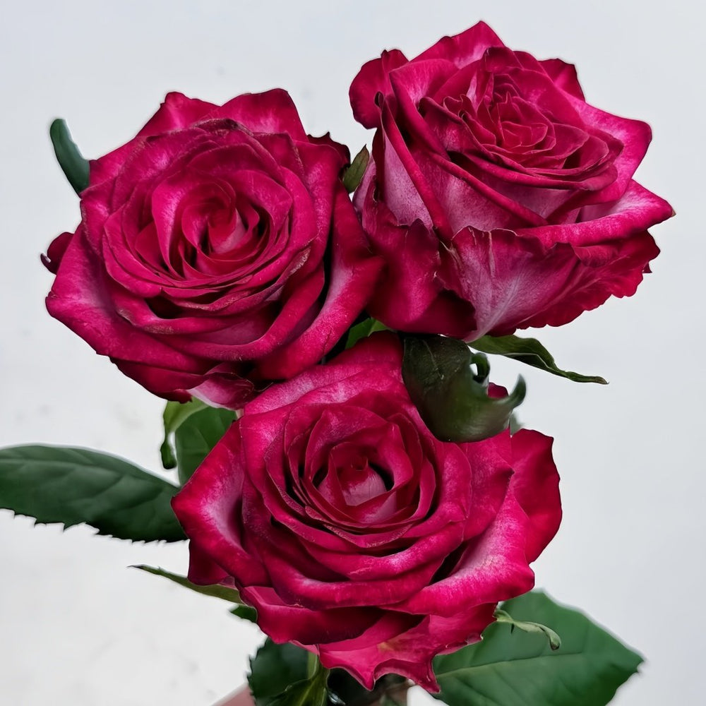 Ripasso Rose Plant｜里帕索 image 6