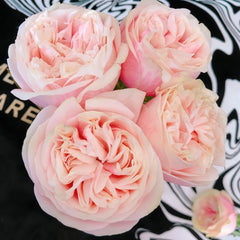 Swan Grace Rose Plant|优雅天鹅 image 2