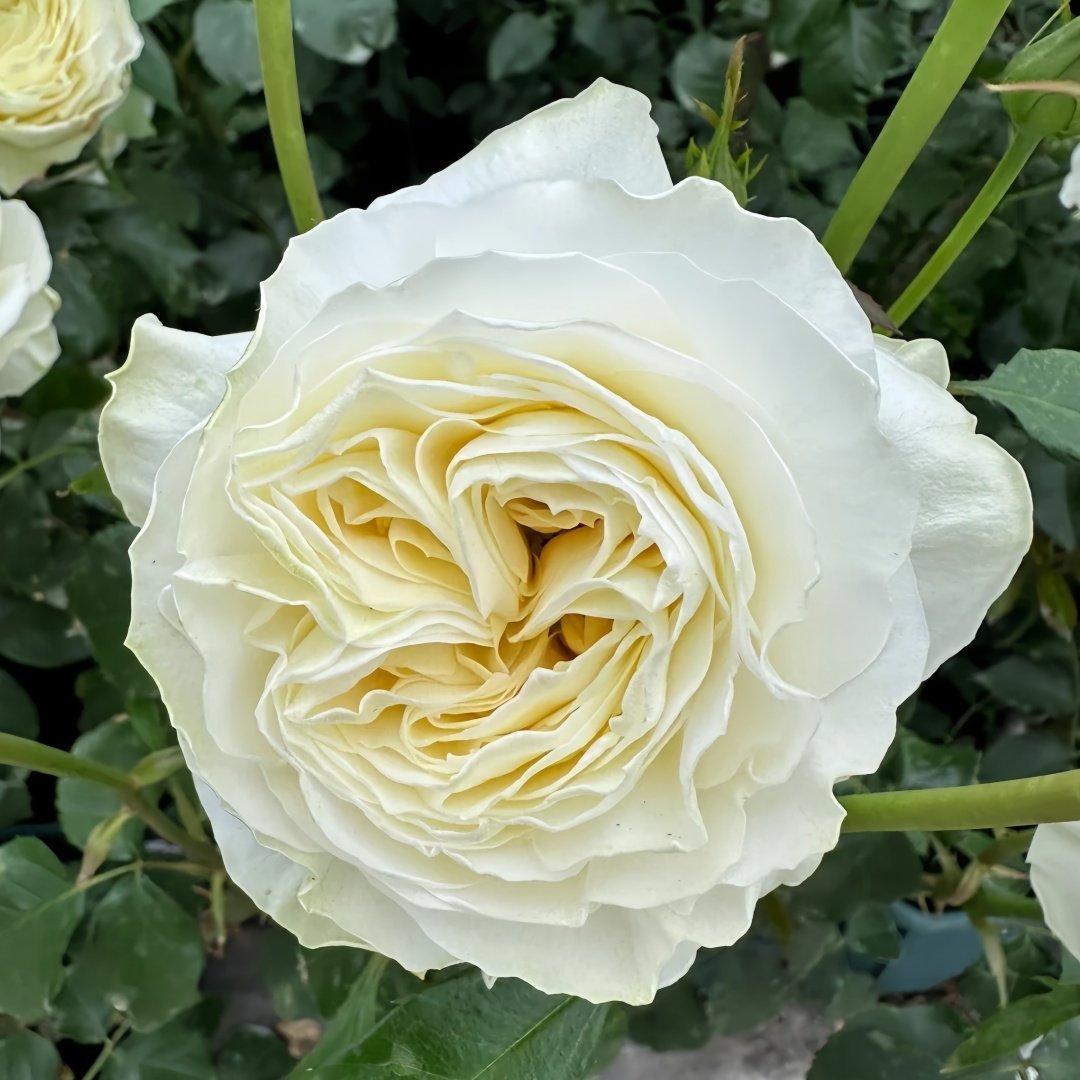 Coldplay Rose Plant|酷玩 image 9