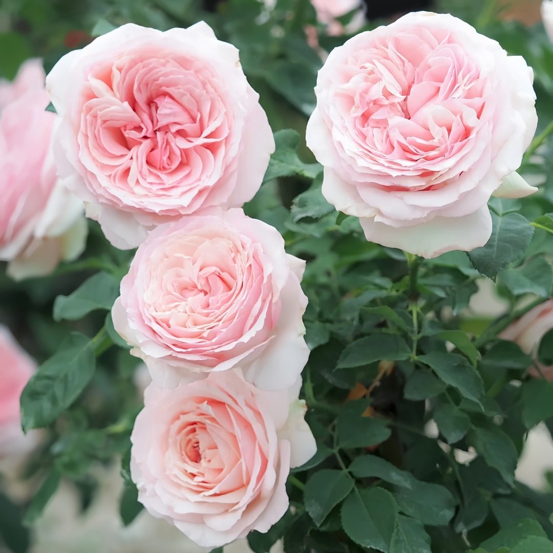 Haruno Rose Plant|春乃 image 7